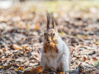 Squirrel in autumn or spring with nut on the green grass with fallen yellow leaves