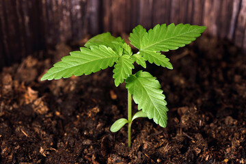 close up of a young marijuana plant, cannabis sativa in soil, concept of home growing of hemp