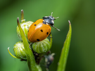 Ladybird on garden green plant chasing aphids