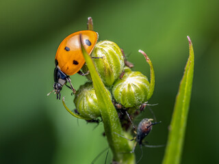Ladybird on garden green plant chasing aphids