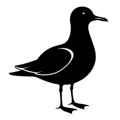 duck isolated on white