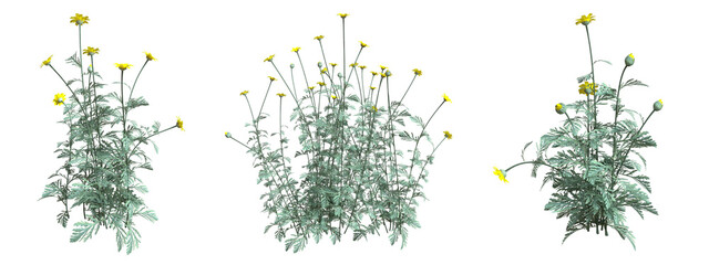 Set of flowers isolated. Glebionis. 3D illustration.	
