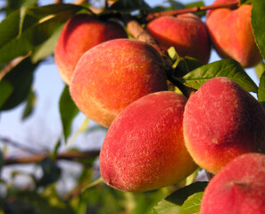  close-up of the ripe organic peaches branch in the orchard at sunny summer day