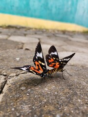 butterflies are mating on the ground