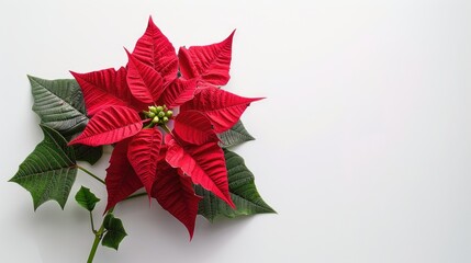 Obraz premium Poinsettia flower on white background Christmas Eve plant also known as Flor de Pascua