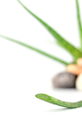 Aloe vera with pebble stone on white background, background for design and decoration