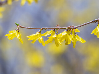Forsythia. Blooming forsythia bush. Yellow flower on a branch of forsythia.