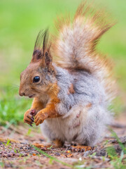 Squirrel eats a nut while sitting in green grass. Eurasian red squirrel, Sciurus vulgaris