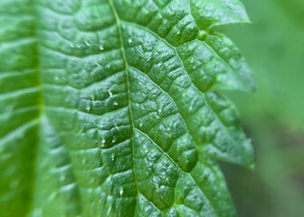 texture of green nettle leaf close-up