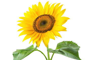 Obraz premium A stunning and vibrant yellow sunflower isolated on a transparent background
