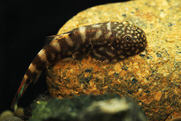 Blue Zebra Borneo Sucker loach (gastromyzon sp. SK 3)