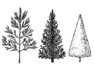 Fir tree set vintage monochrome vector sketch illustration	