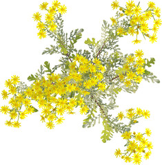 Top view of Ragwort plant with yellow flowers