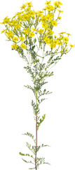 Obraz premium Side view of Ragwort plant with yellow flowers