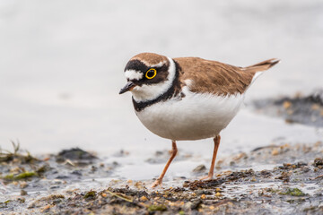Little ringed plover (Charadrius dubius), bird standing on the lake shore