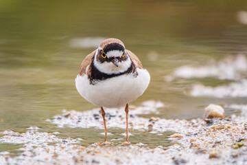 Little ringed plover (Charadrius dubius), bird standing on the lake shore