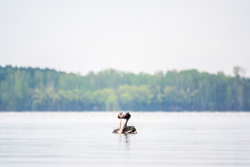 Mating games of two water birds Great Crested Grebes. Two waterfowl birds Great Crested Grebes swim in the lake with heart shaped silhouette