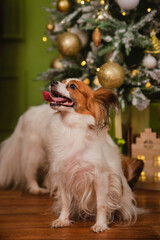 A beautiful Papillon dog with shaggy ears sits against the background of a Christmas tree and boxes with gifts.
