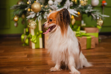 A beautiful Papillon dog with shaggy ears sits against the background of a Christmas tree and boxes with gifts.
