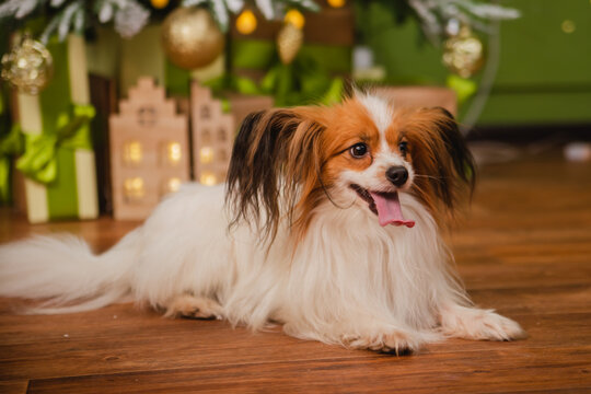 A beautiful Papillon dog with shaggy ears sits against the background of a Christmas tree and boxes with gifts.