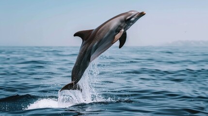 Fototapeta premium A grey dolphin leaps out of a blue pool, its body arched and tail extended