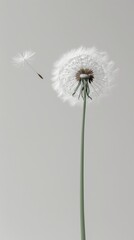 Dandelion seed head with a single seed blowing away, minimalistic shot