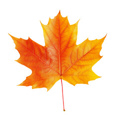 Fototapeta premium Autumn orange maple leaf. Isolated