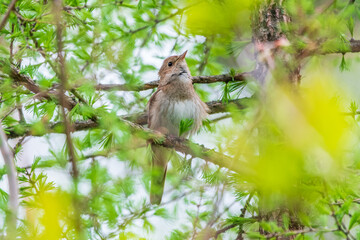 Thrush Nightingale, Luscinia luscinia. A bird sits on a tree branch and sings