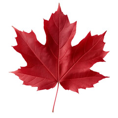 Autumn orange maple leaf. Isolated