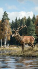 Obraz premium A red deer buck stands on a grassy bank by a lake in a forest. The deer has large antlers and is looking up. The trees in the background are turning autumn colors