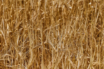 Wheat and barley crop in a field in summer in Spain