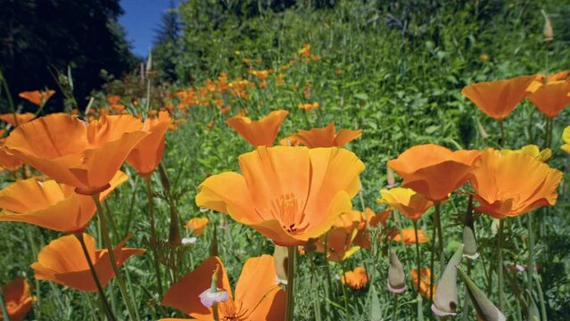SLOMO Wide Macro Bumblebee flying into a California Poppy (Eschscholzia californica) flower collecting nectar and flying away. Captured at 120 frames per second.
