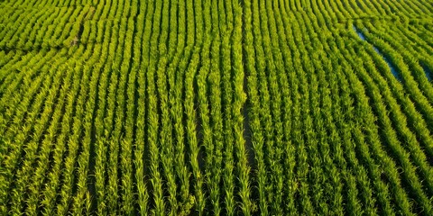 Aerial shot, Paddy fields that have started to turn green taken from an aerial view.