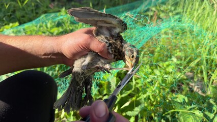 The release of a chick trapped in the net.