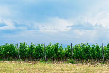 Obraz premium Vineyards in summer, copy space