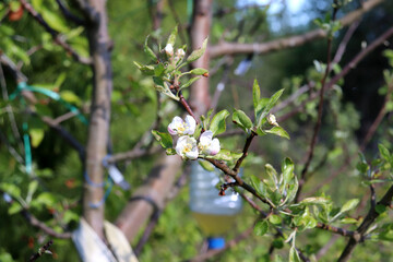 Apple tree branch with white flowers and leaves on the background of trees and a container with kvass from insects on a sunny spring day - horizontal photo