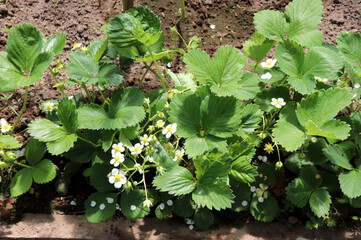 Blooming strawberry bush with petals on leaves on a bed in a greenhouse. Horizontal photo, close-up, top view