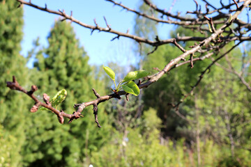 Pear branch with young leaves and buds against the background of coniferous trees and sky on a sunny spring day - horizontal photo