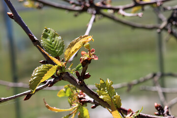 Young leaves and shoots on a cherry tree branch on a sunny spring day - horizontal photo, close-up