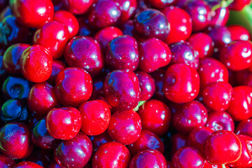 Macro view of harvested ripe cherries.