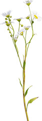 Side view of Prairie Fleabane plant with white flowers