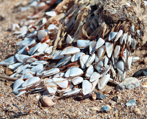 shells on the beach