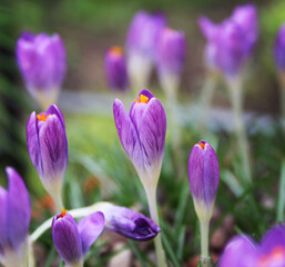 purple crocus flowers