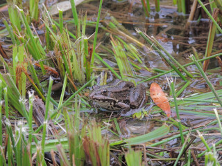 A frog living in a lake with expressive eyes