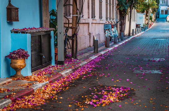 A street with a blue wall and colorful flowers on the floor. Neve Tzedek, Tel Aviv, Israel