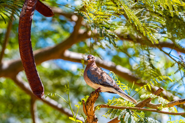 A pigeon sits on the branches in the evening, selective focus.