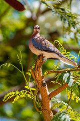 Common wood pigeon at golden hour
