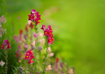 beautiful snapdragon in the green nature