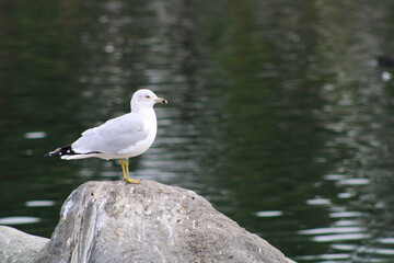 Obraz premium seagull near water's edge