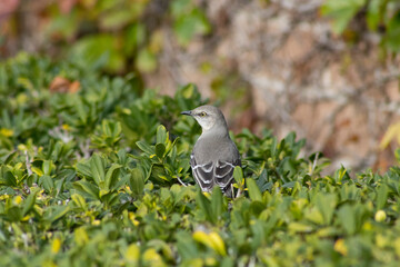 yellow eyed gray bird in bushes